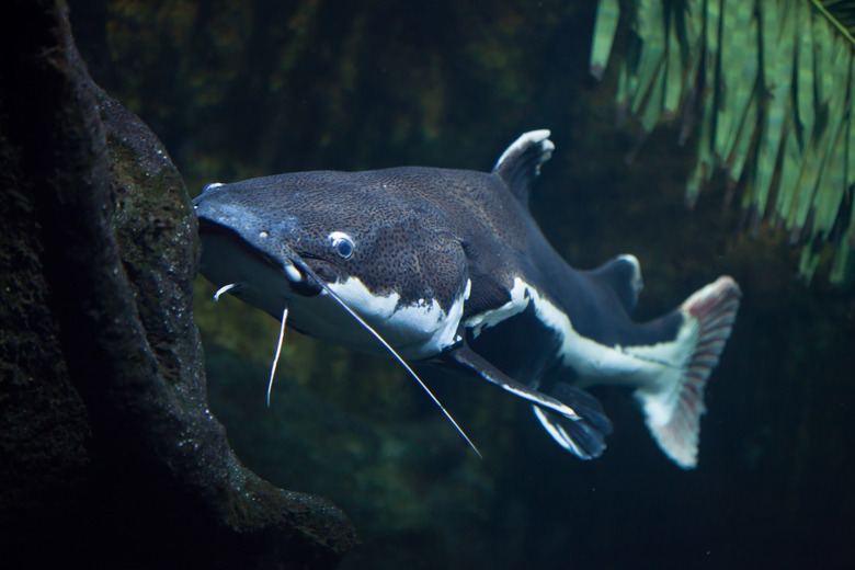 Redtail catfish (Phractocephalus hemioliopterus).