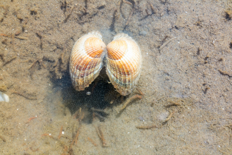 Common cockle, Cerastoderma edule, underwater in shallow water at low tide