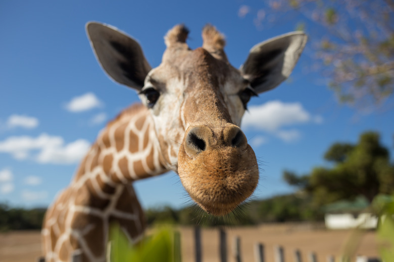 Giraffe in front of Kilimanjaro mountain