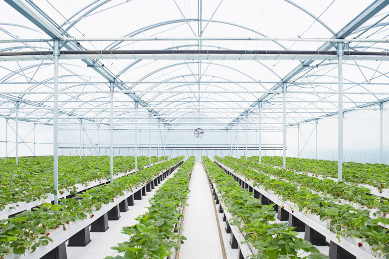 Rows of plants growing in greenhouse