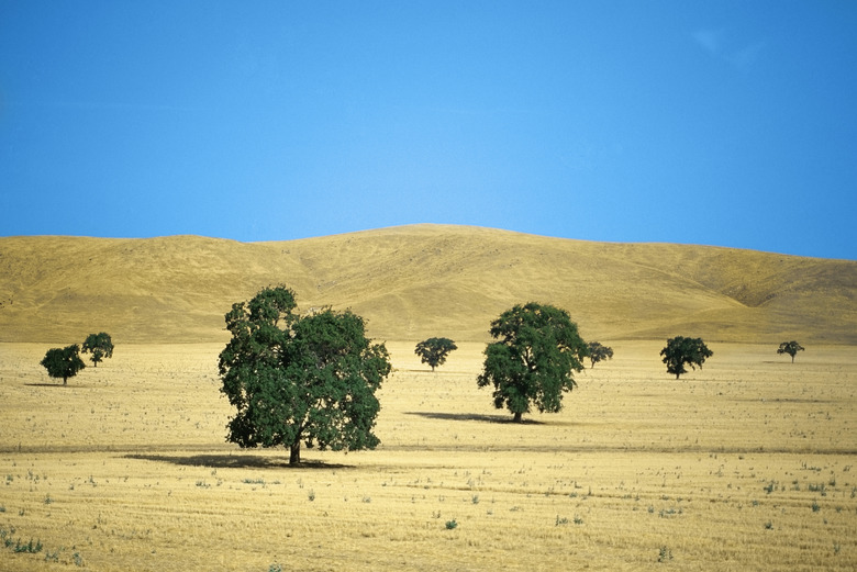 USA, California, Merced County, Highway 140, Trees on a grassland