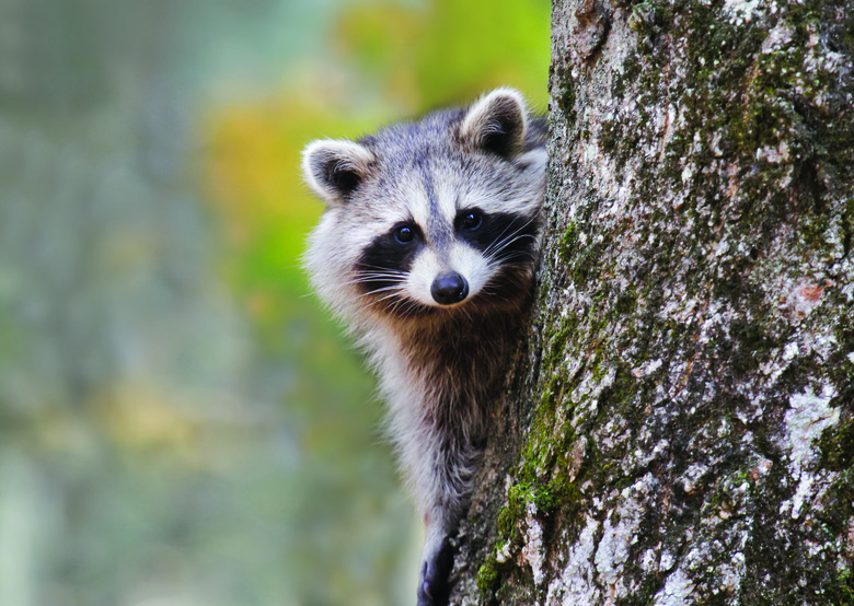 Raccoon on a tree