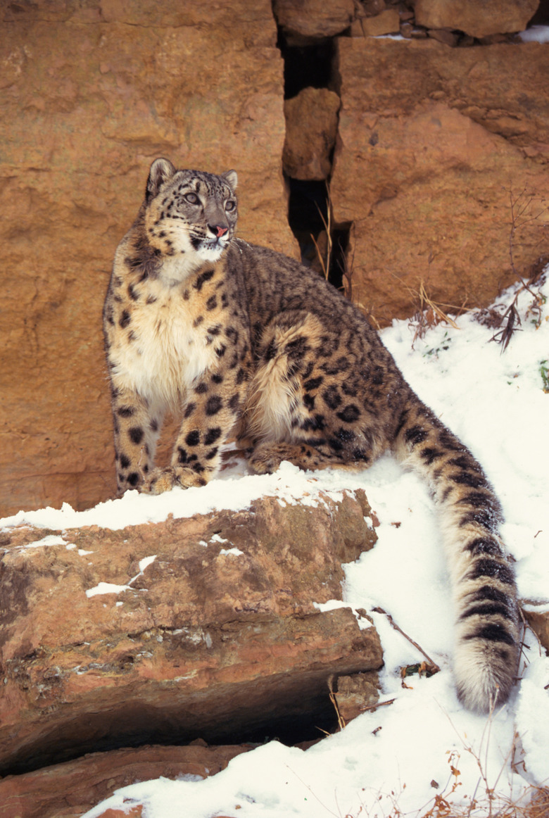 Snow leopard on cliffs