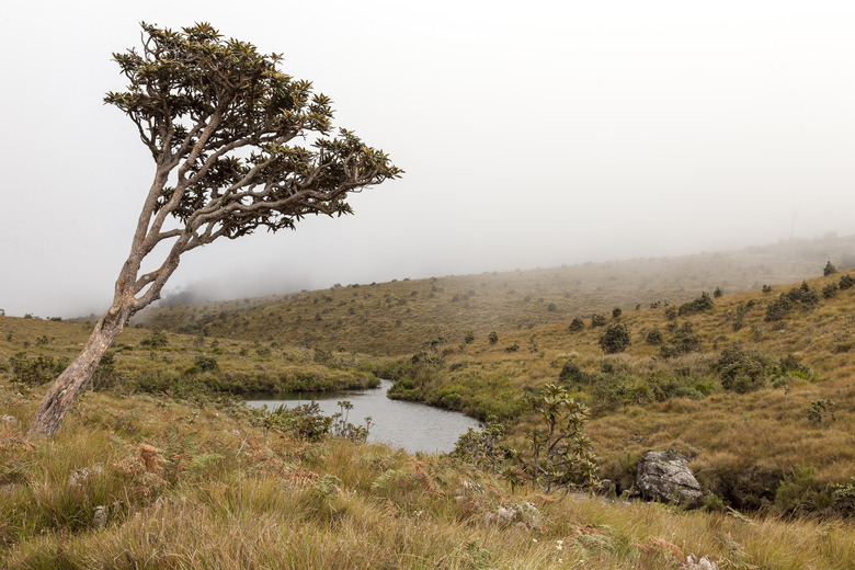 Grassland and tree in Horton Plains National Park