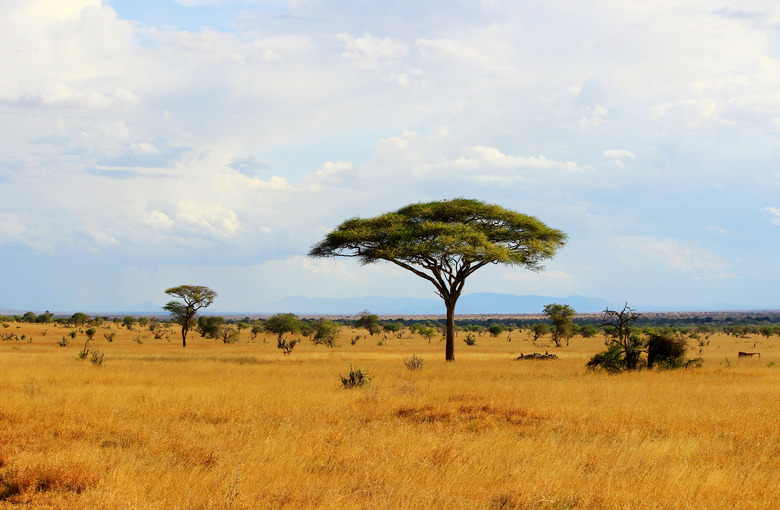 African savannah in Kenya