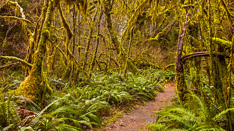 Hoh Rain Forest