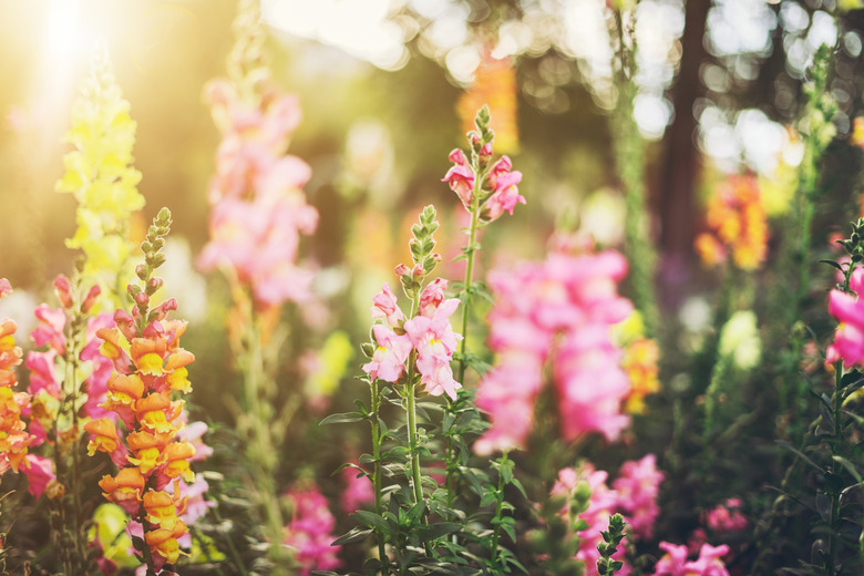 Colourful snapdragon flowers