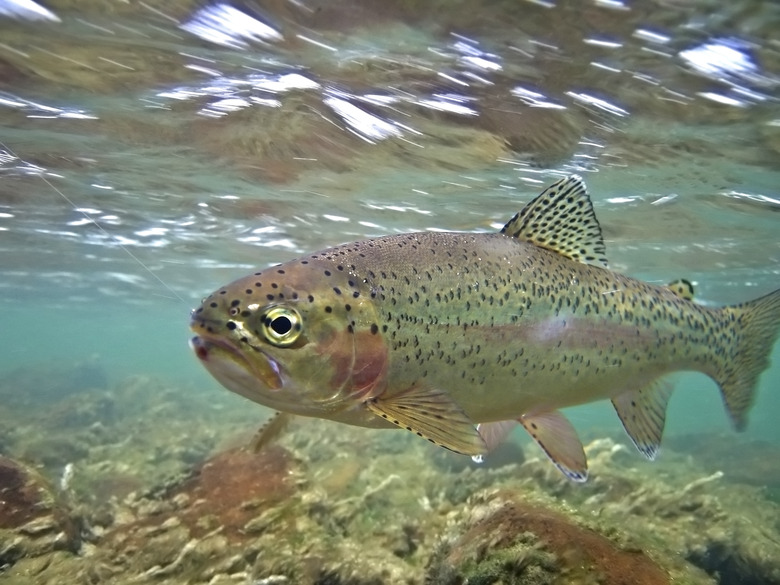 Underwater Rainbow Trout - Oncorhynchus mykiss