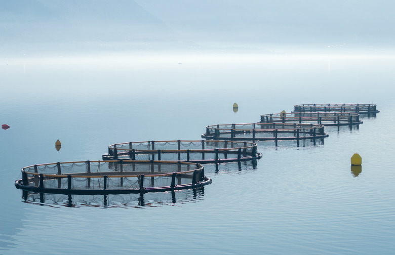 Cages for fish farming