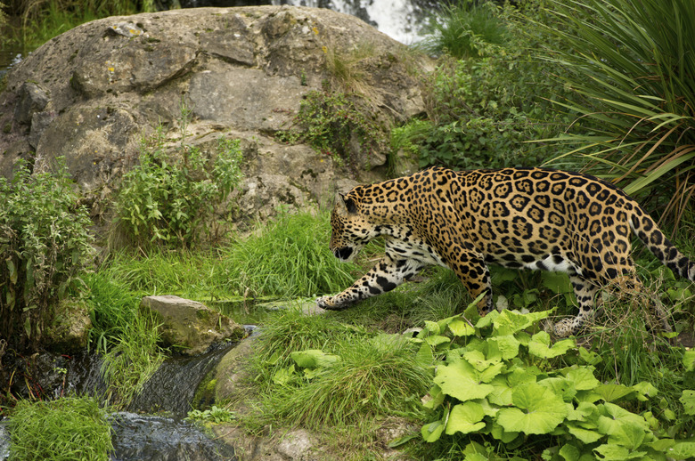 Jaguar