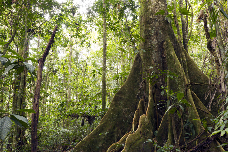 Large buttressed tree in primary rainforest