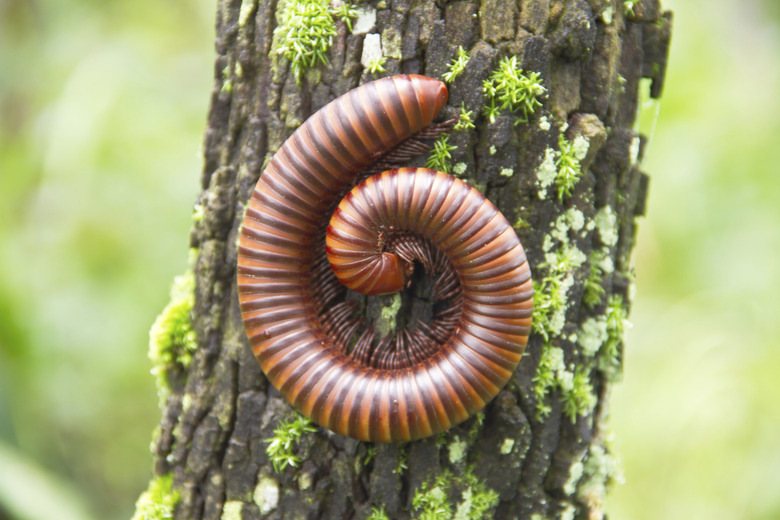 Big millipede in rain forest, Thailand