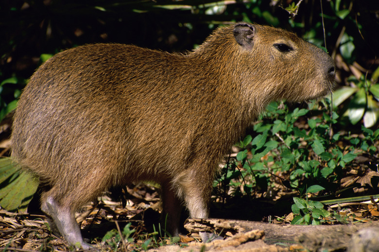 Close-up of a Capybara