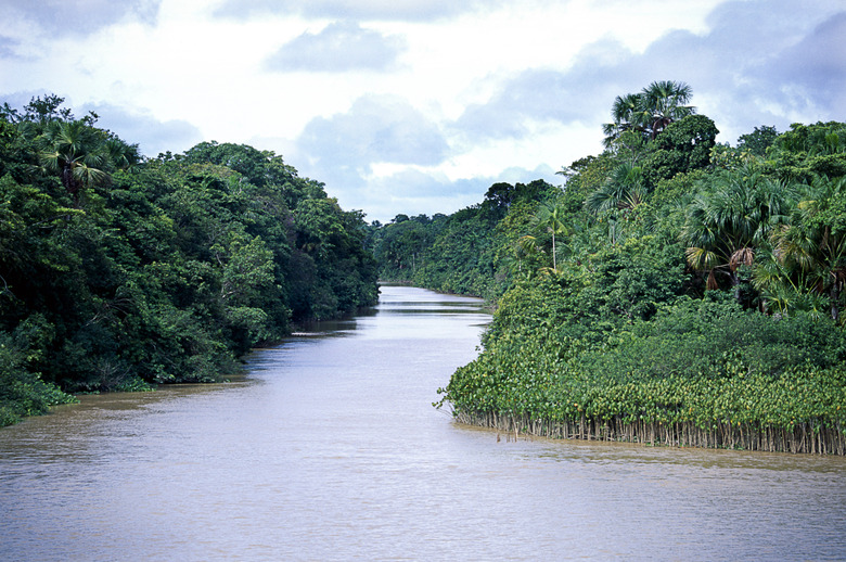 Amazon Rain Forest