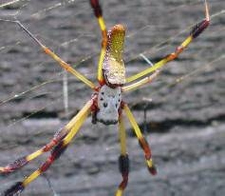 About the Banana Spider