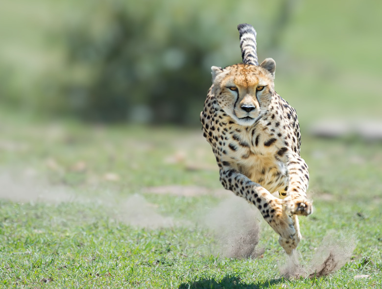 Cheetah on the hunt