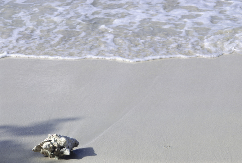 Conch shell on shoreline of beach