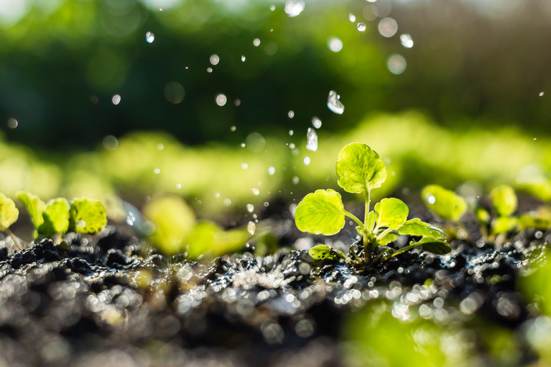 Plant sprouts in the field and farmer  is watering it