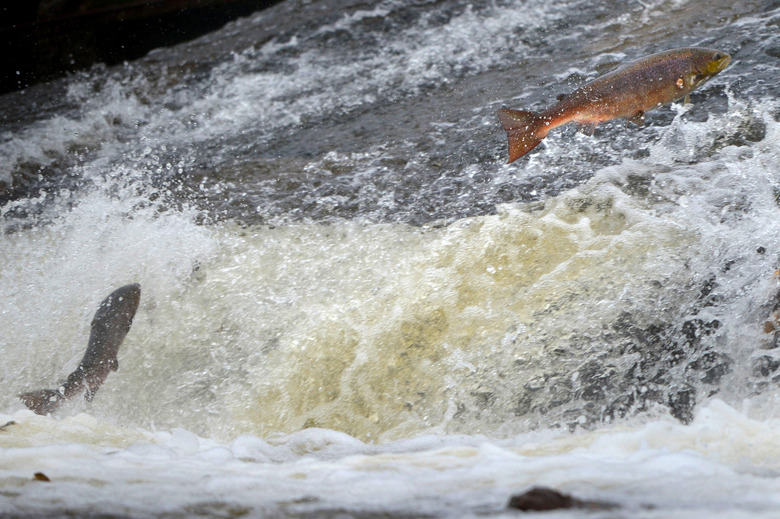 Salmon Return Upstream From The Atlantic To Spawn In Scottish Rivers