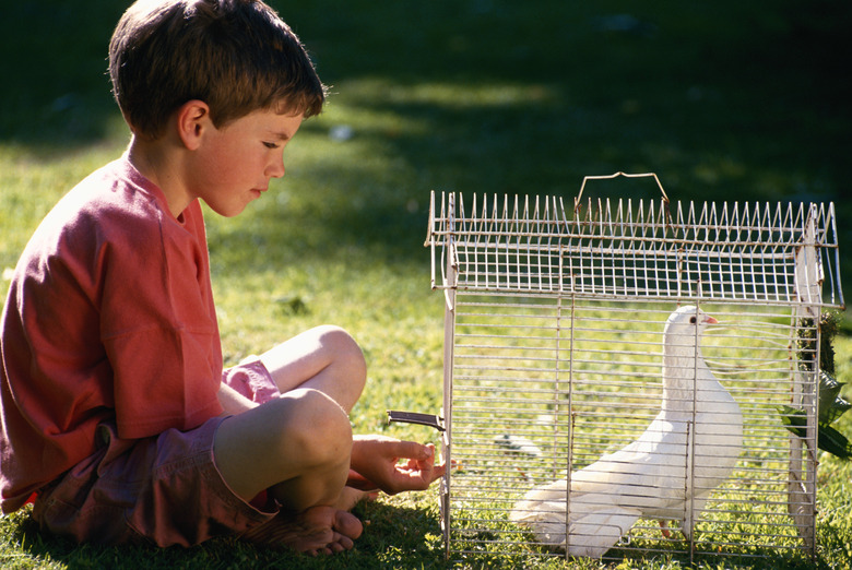 Boy (4-5) sitting on grass by dove in cage, side view