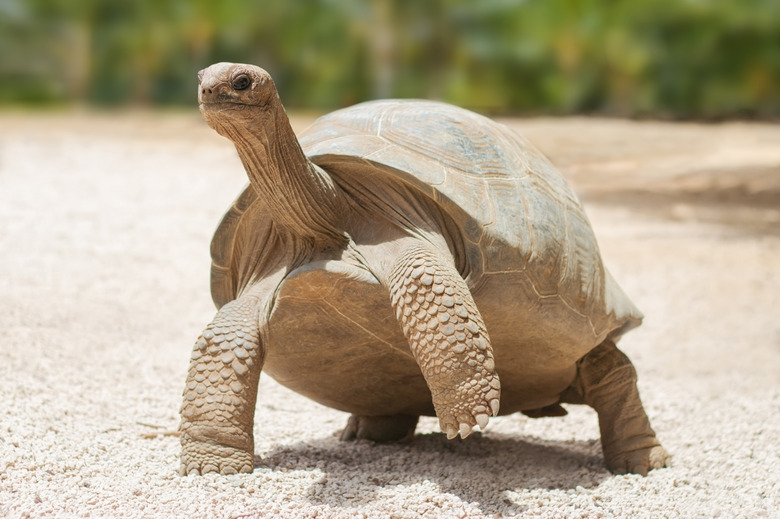 Giant grey tortoise