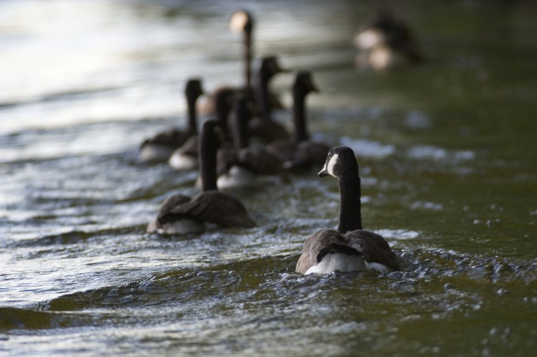 Canada geese swimming in lake