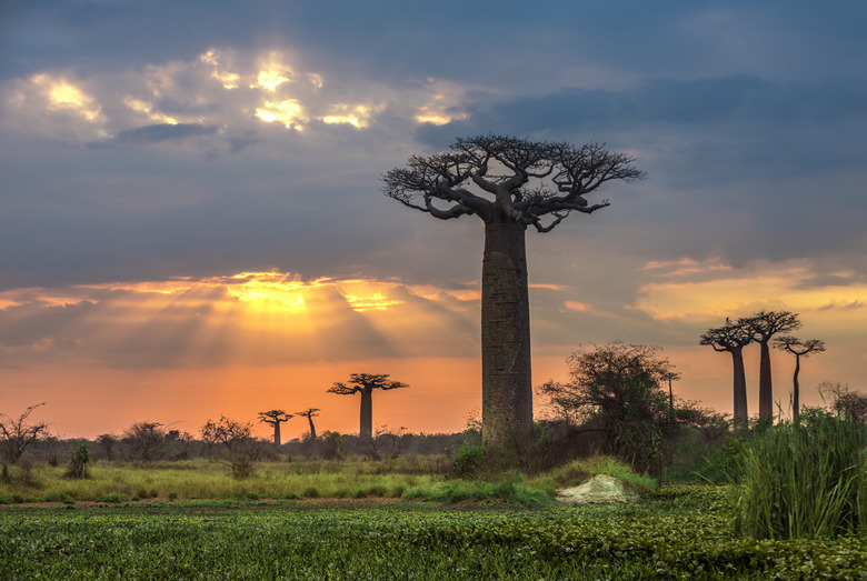 Sunrise over Avenue of the baobabs, Madagascar