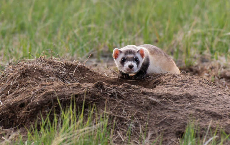 Endangered Black-footed Ferret at Prairie Dog Burrow