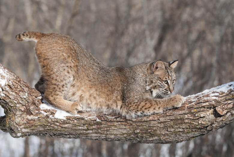 Bobcat (Lynx rufus) Crouches on Snowy Tree Branch