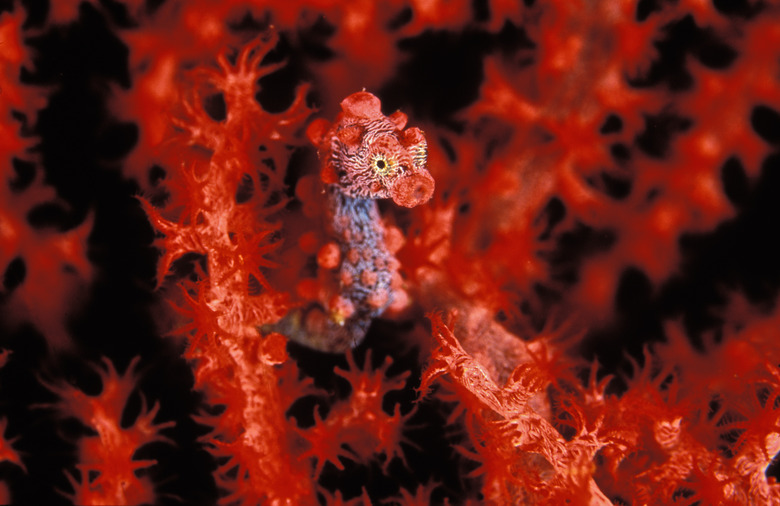 Pygmy sea horse camouflaged into red corals