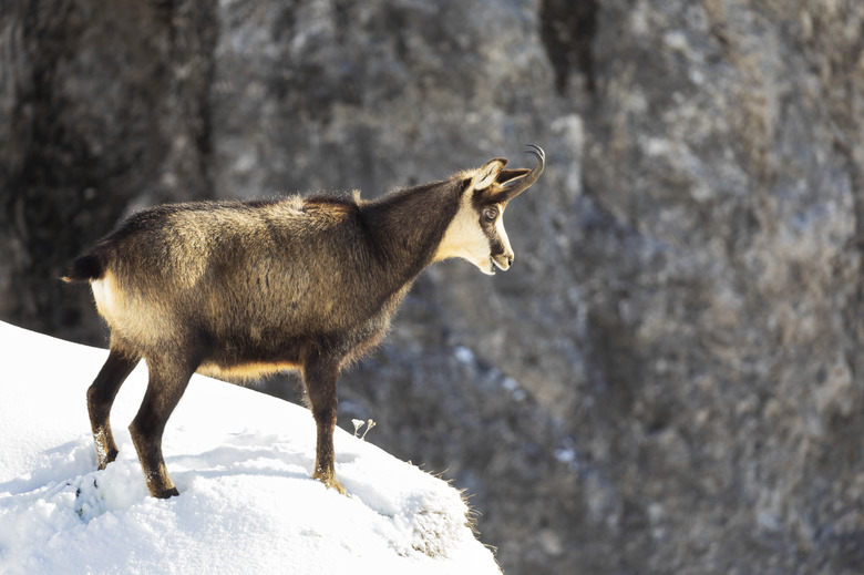 Chamois in winter, Alps (Rupicapra rupicapra)