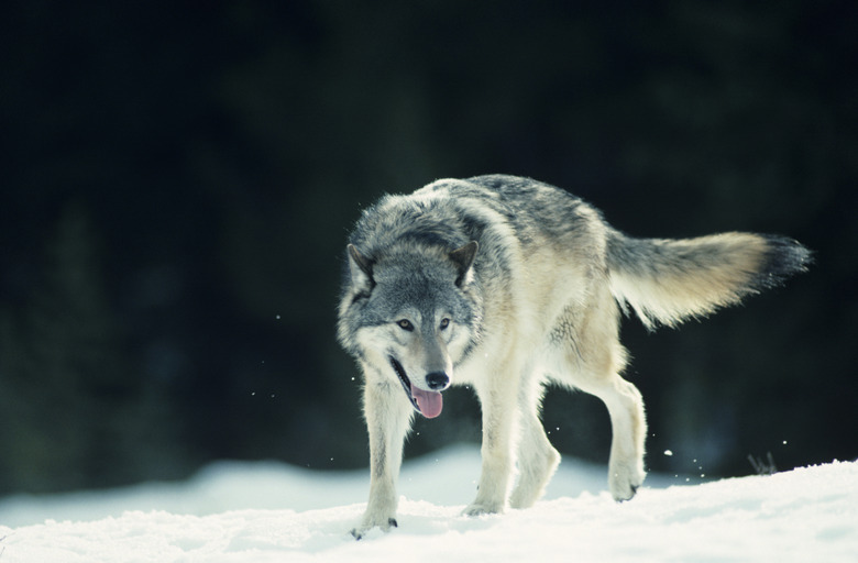 Wolf during grey phase on snowy horizon