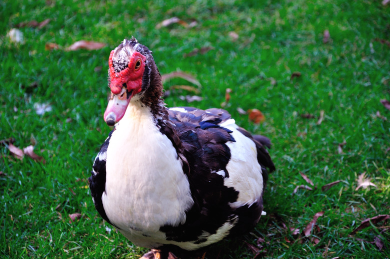 Portrait of duck closeup