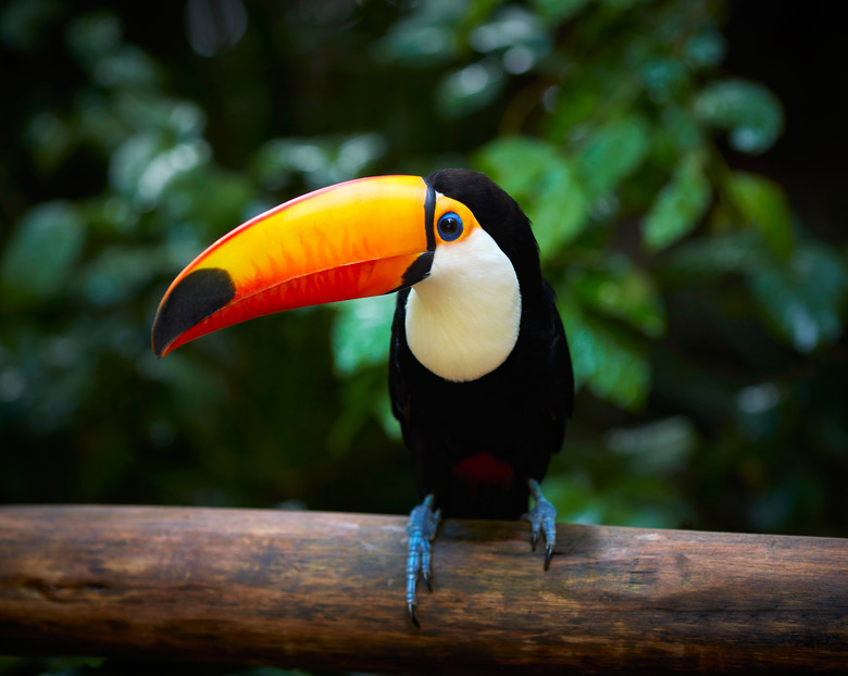 Toucan on the branch in tropical forest of Brazil