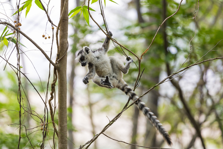 One baby lemur playing on a tree in Madagascar reserve