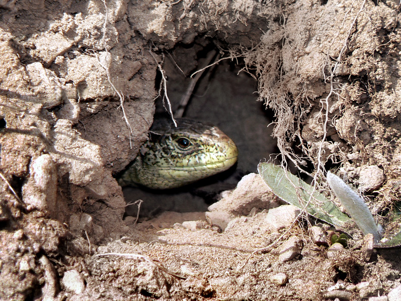 A lizard is in a burrow