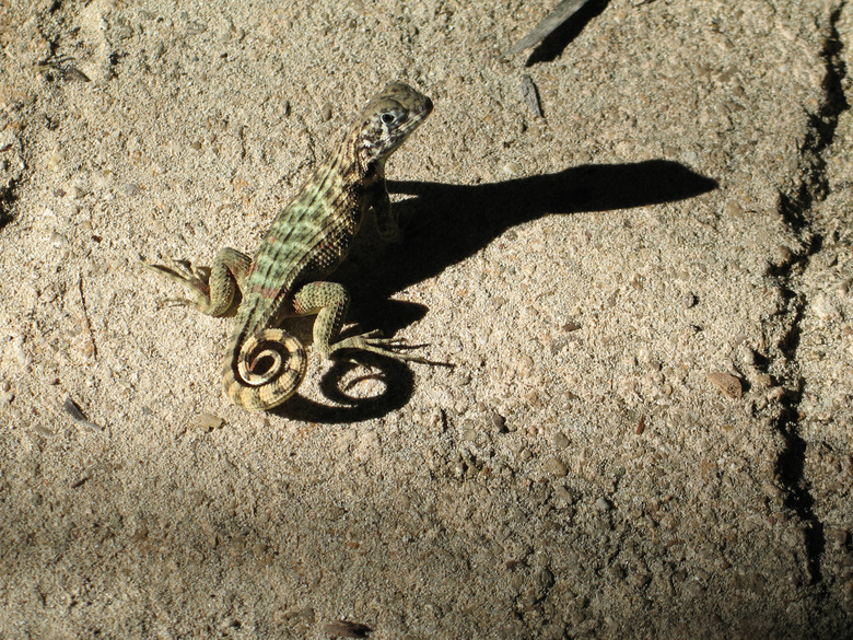 lizard on a rock