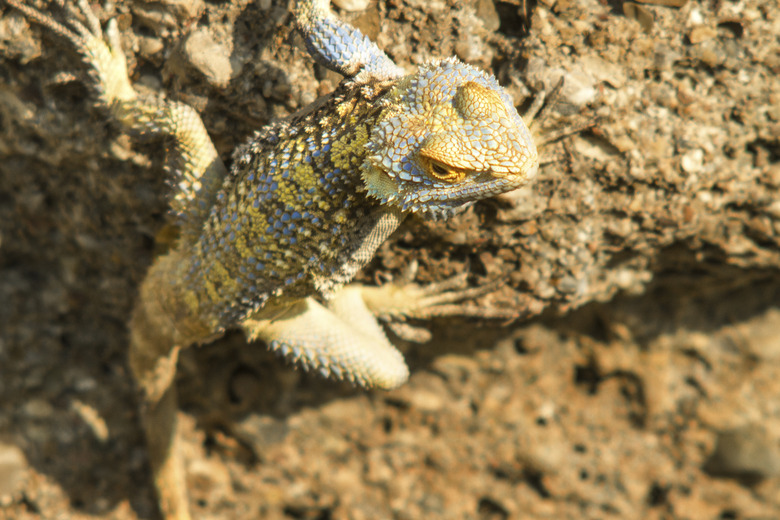 Lizard on a rock