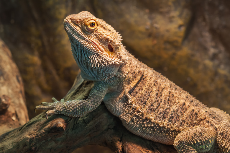 What Are the Adaptations a Lizard Has That Allow It to Live in the Desert?