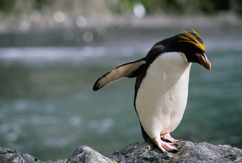 Macaroni Penguin Perching on Rock