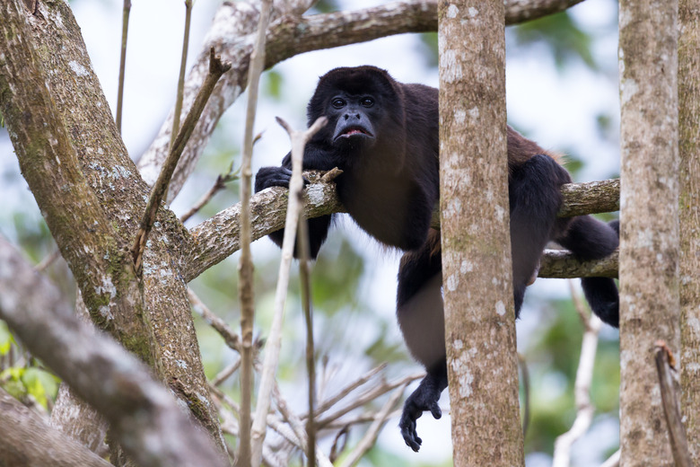 Adaptations of Monkeys for the Jungle