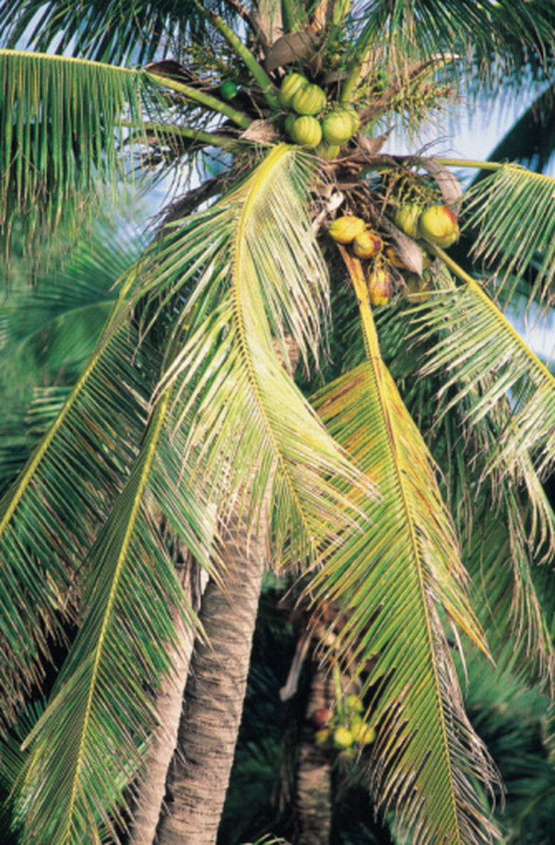 Adaptations of the Coconut Tree