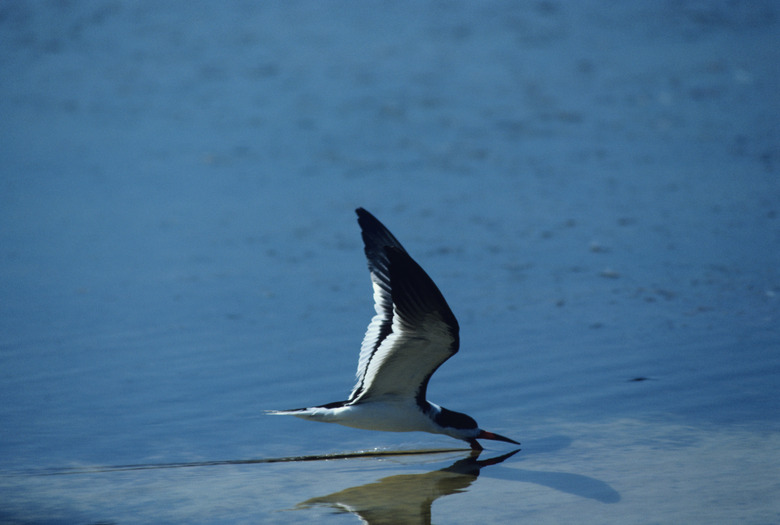 Black skimmer skimming, North America