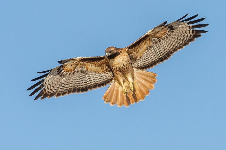 Red-tailed Hawk