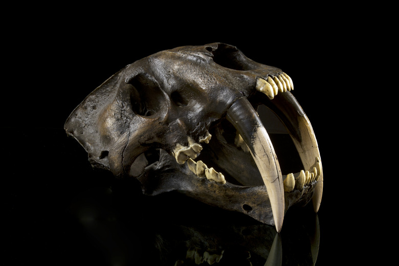 Saber Tooth Tiger Skull Fossil