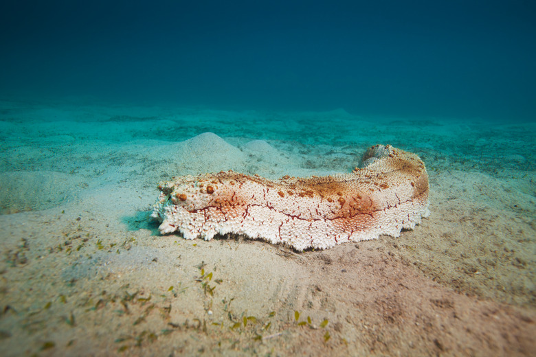 Big seacucumber on the sea bottom