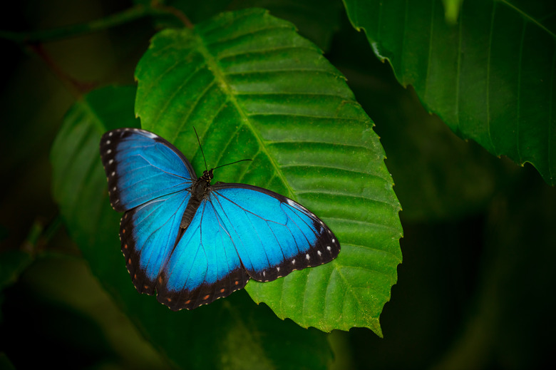 Blue morpho (morpho peleides) on green nature background