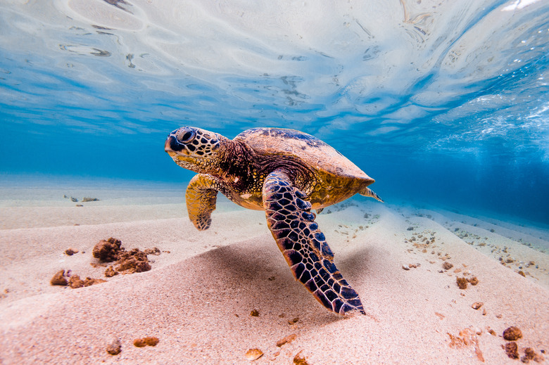 Beautiful Hawaiian Green Sea Turtle