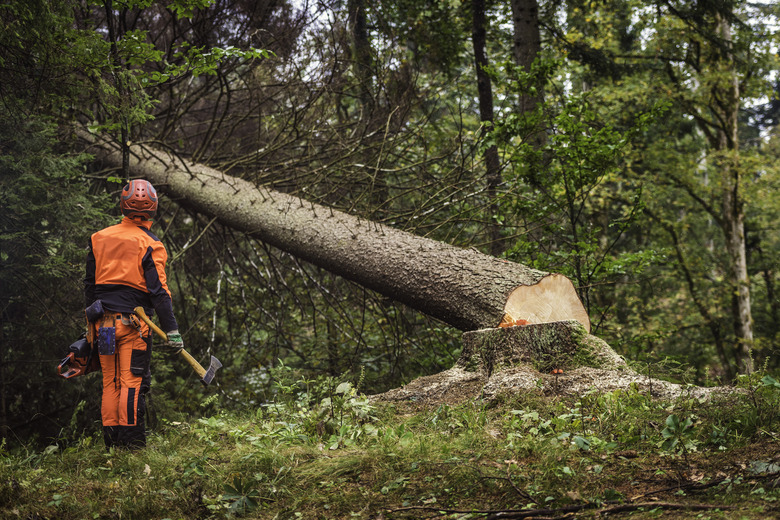 Lumberjack looking a fallen tree in the woods