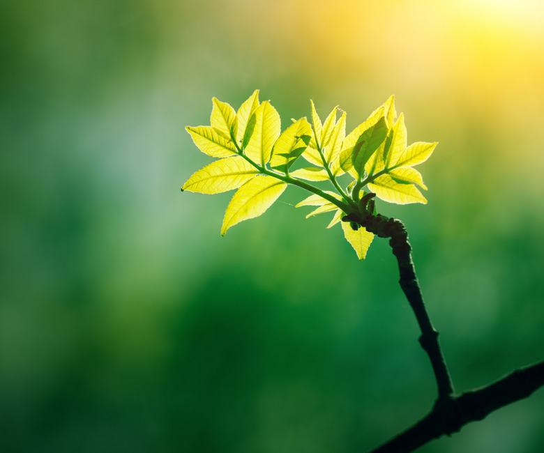 Green plant with growing leaves in sun light